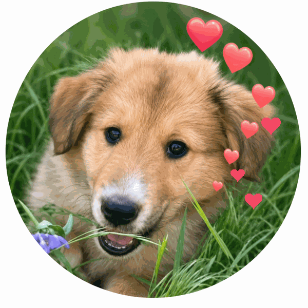 Puppies are coming soon
