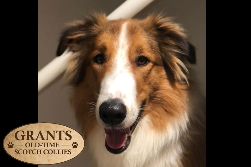 Grants Old-Time Scotch Collies