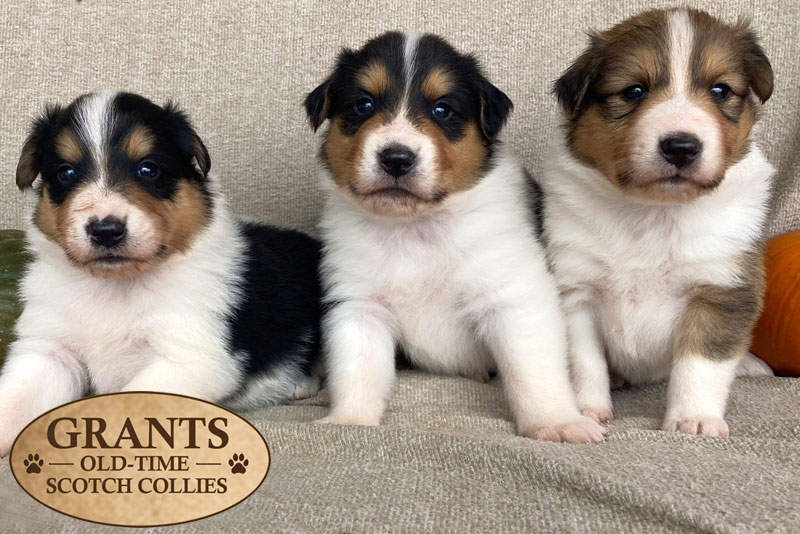 Grants Collies